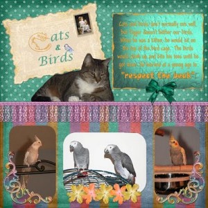 Cats & Birds